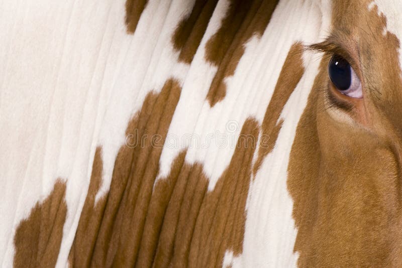 Holstein cow, 4 years old,, close up on eye