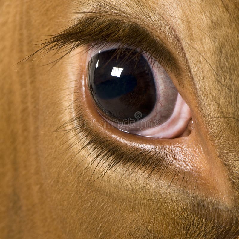 Closeup of Holstein Cow Eye Stock Image Image of indoors, portrait 15358311