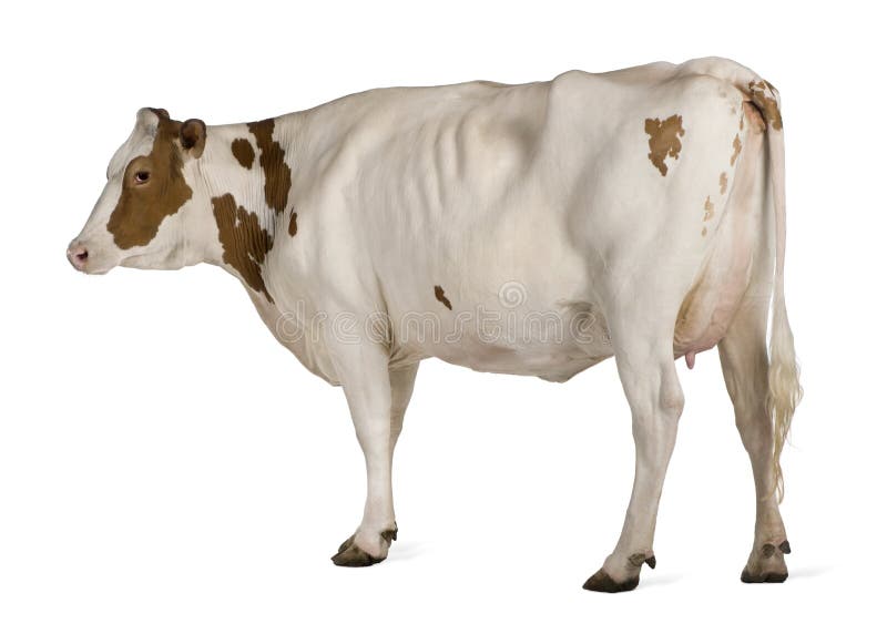 Holstein Cow, 4 Years Old, Standing Stock Photo Image 14763310