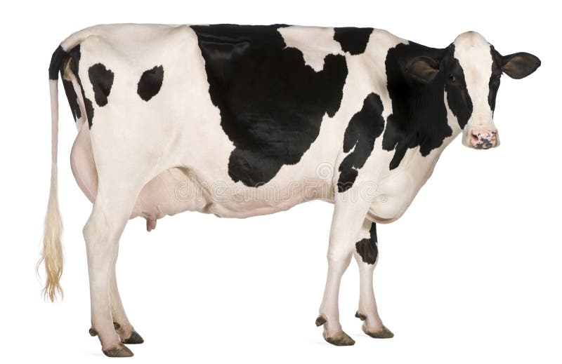 Mucca Holstein, 5 anni di età, in piedi davanti a sfondo bianco.