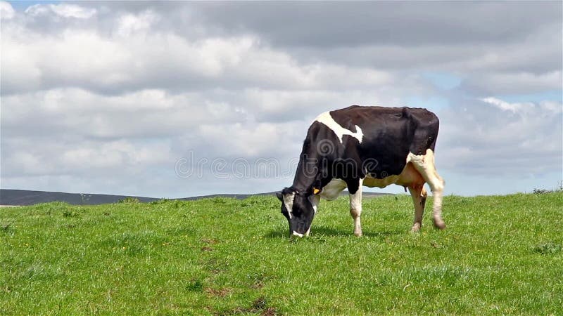 Holstein cow grazing in pasture