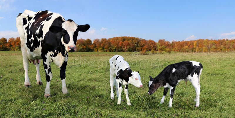 Mother Holstein cow with twins in the autumn grassland