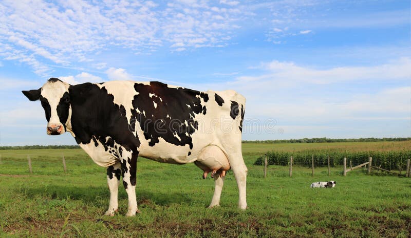 Holstein cow standingn in the field with her little newborn in the distance