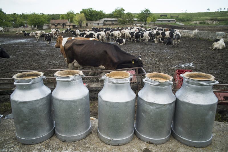 Holstein cows stock image. Image of eating, leather, black - 20385543