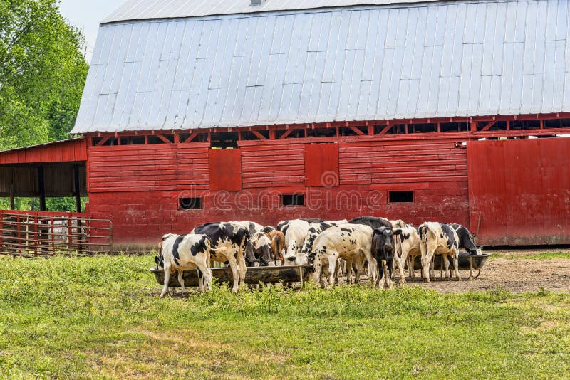Holstein cows in field stock image. Image of country 74015285