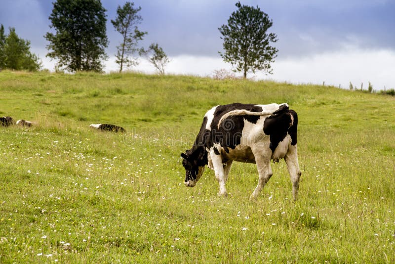 Holstein Cows in the Pasture Stock Photo Image of quebec, product 74262754