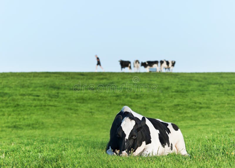 Holstein dairy cow resting on grass