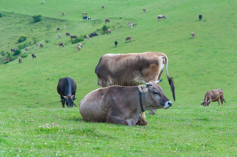 Holstein Dairy Cow Resting on Grass Stock Photo Image of cattle