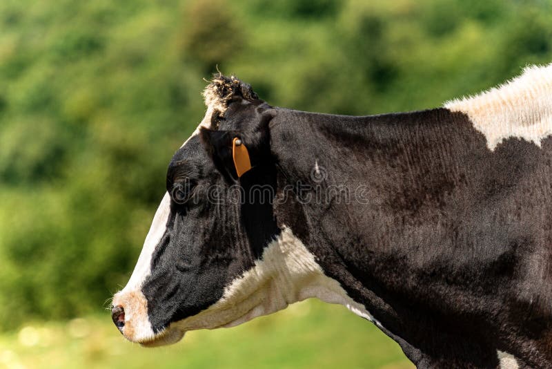 1 609 Friesian Cow Photos Free Royalty Free Stock Photos From Dreamstime