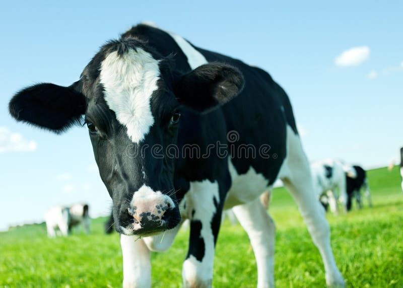 Holstein Friesian cow close-up