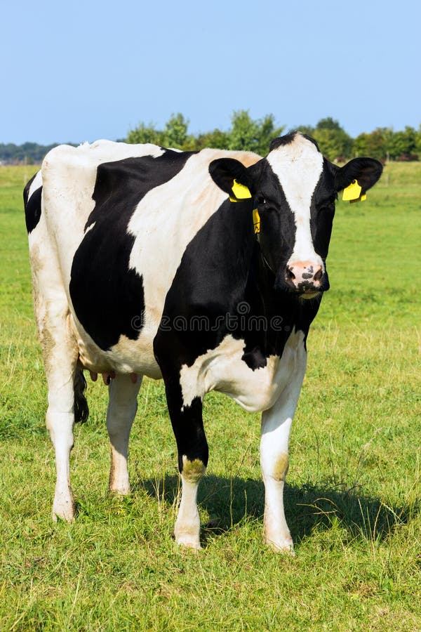 Holsteinerkuh stockbild Holsteinerkuh stockbild