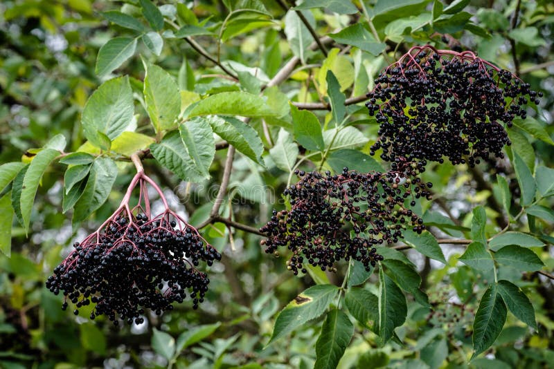 Fresh black elderberry hanging on a bush. Fresh black elderberry hanging on a bush