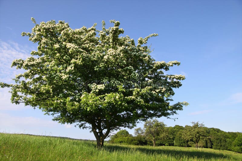 Elderberry tree in orchard in summer time, Germany. Elderberry tree in orchard in summer time, Germany