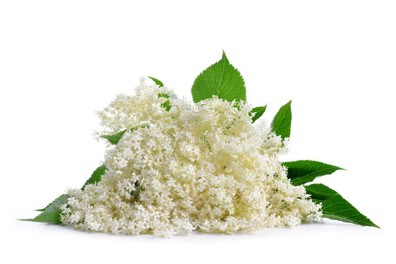 Elderberry flower Sambucus nigra isolated on a white background. Elderberry flower Sambucus nigra isolated on a white background.