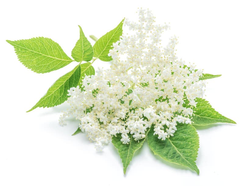 Elderberry flowers on the white background. Elderberry flowers on the white background.