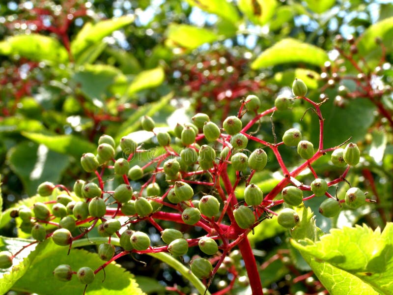 Detail photo of the elderberry background. Detail photo of the elderberry background