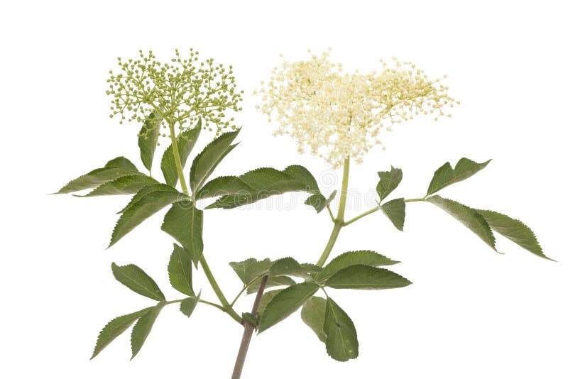 White and green elderberry on white background. White and green elderberry on white background