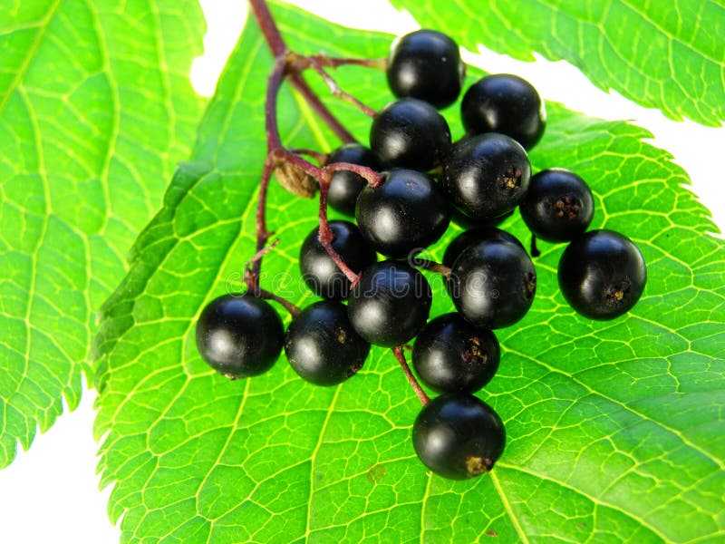 Close-up of bunch of black elderberry on white background. Close-up of bunch of black elderberry on white background