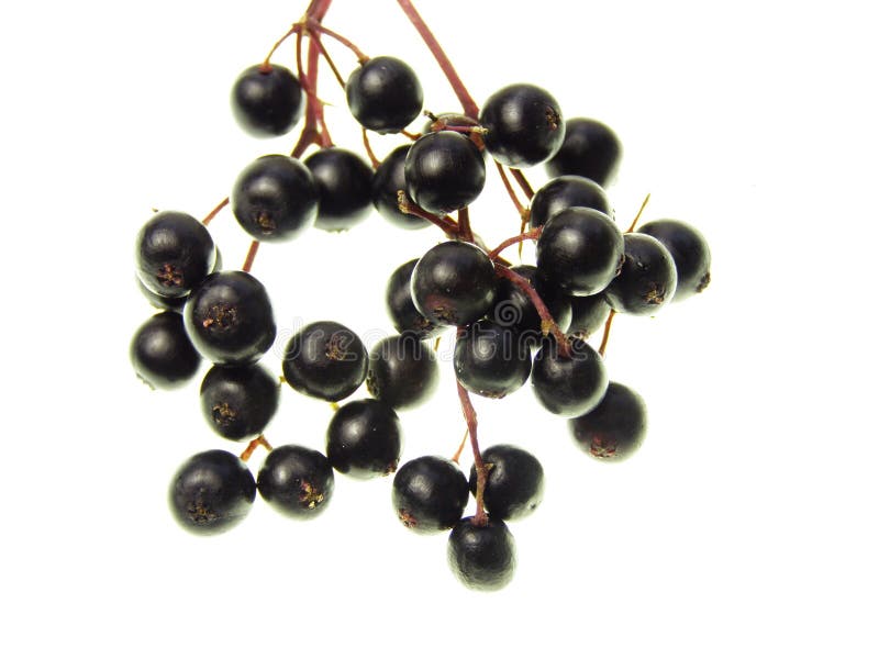 Close-up of bunch of black elderberry on white background. Close-up of bunch of black elderberry on white background