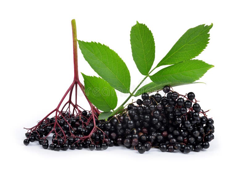 Elderberry ( Sambucus nigra ) on white. Elderberry ( Sambucus nigra ) on white