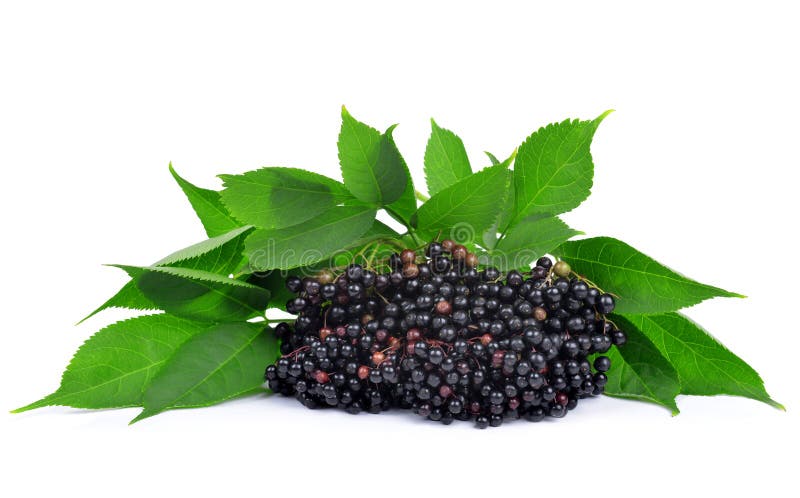 Elderberry ( Sambucus nigra ) isolated on white. Elderberry ( Sambucus nigra ) isolated on white