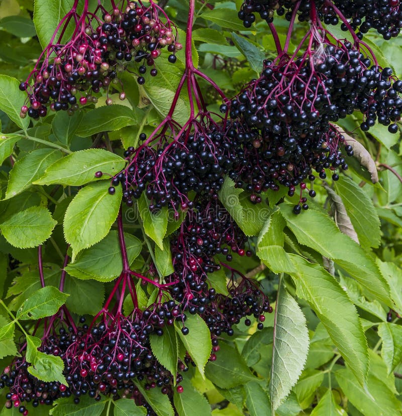 Black berries of the elderberry. Black berries of the elderberry.