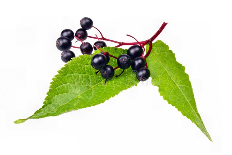 Fresh fruit black elderberry herb. Fresh fruit black elderberry herb