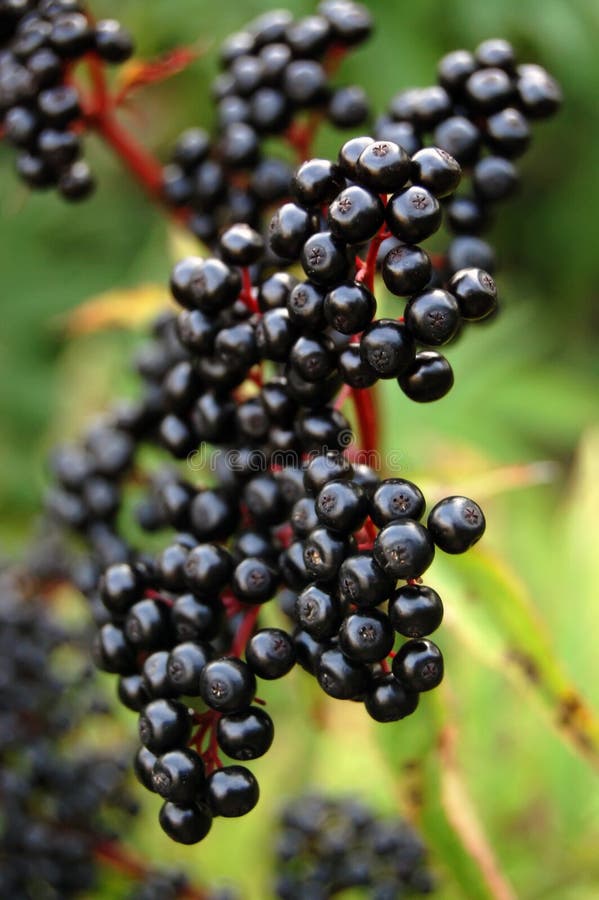 Closeup shot of elderberry fruit. Closeup shot of elderberry fruit