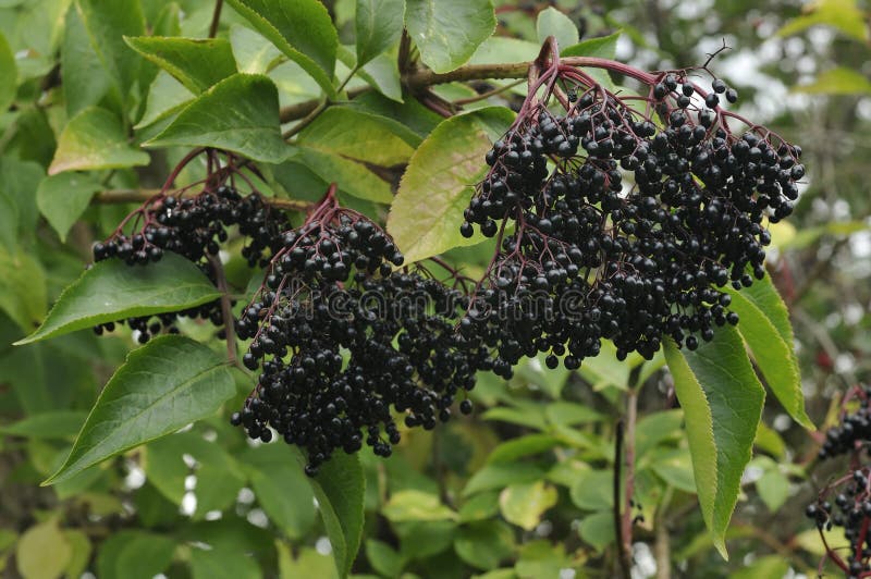 Elderberry Fruit - Sambucus nigra Black berries. Elderberry Fruit - Sambucus nigra Black berries