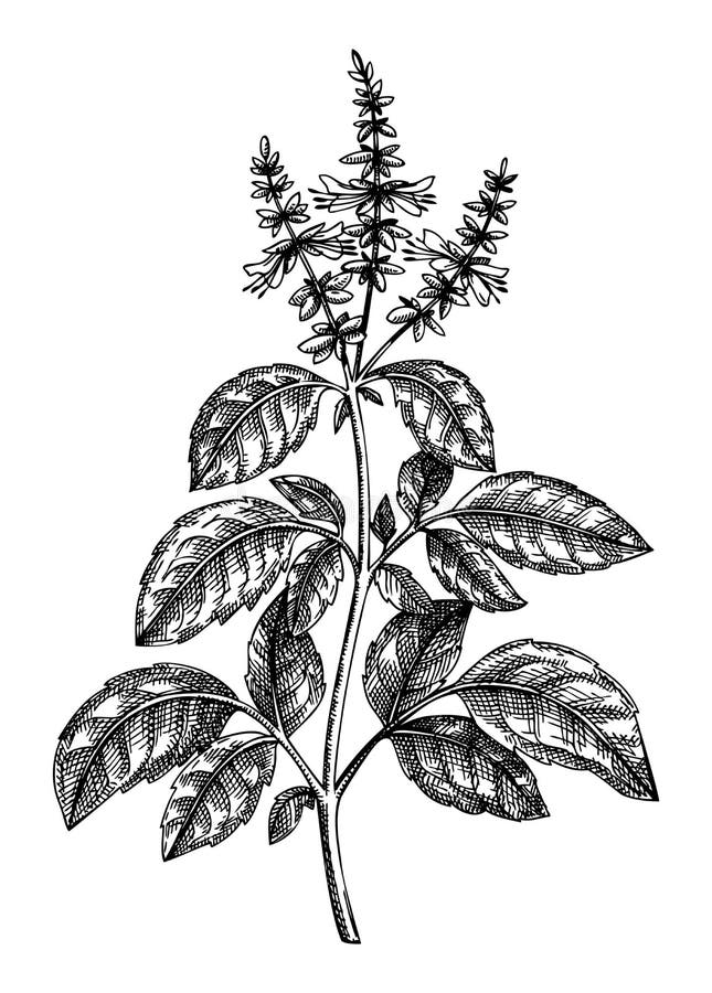Tulsi Botanical Drawing Stock Illustrations – 13 Tulsi Botanical ...