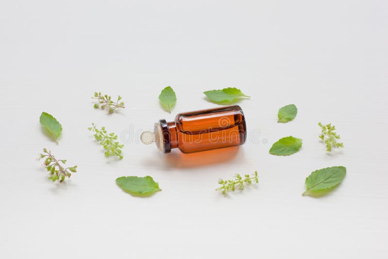 Holy Basil Essential Oil with Leaves. Stock Photo Image of bunch, healthy 116232414