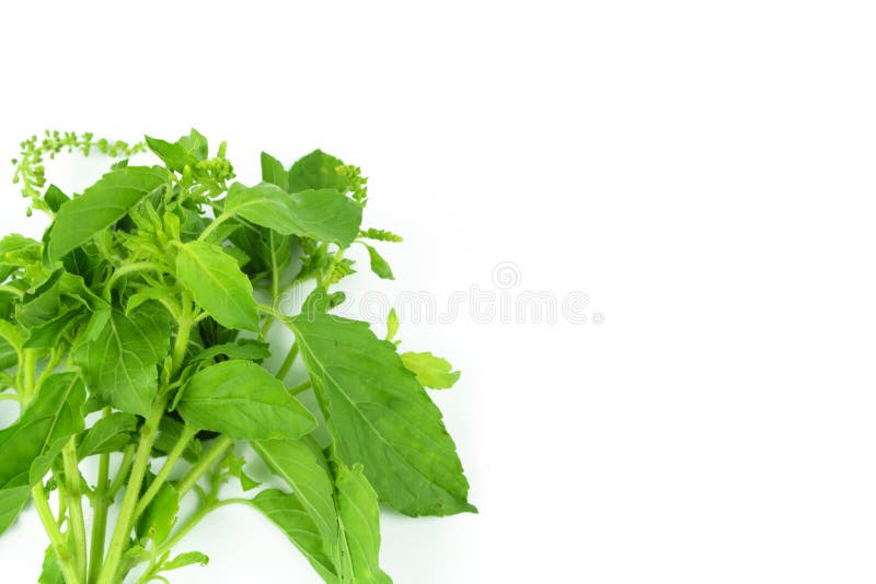 Holy Basil or Hot Basil, Ocimum Sanctum Stock Image Image of detail