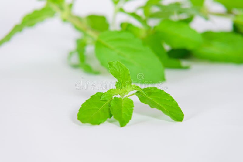 Holy Basil Leaves and Flowers on White Canvas Background Stock Photo