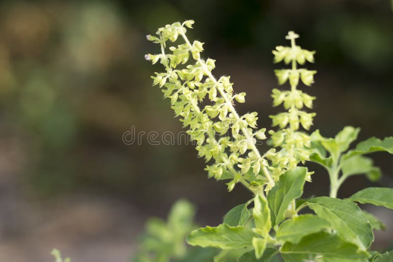 Holy basil or Sacred basil stock image. Image of asia 78865931