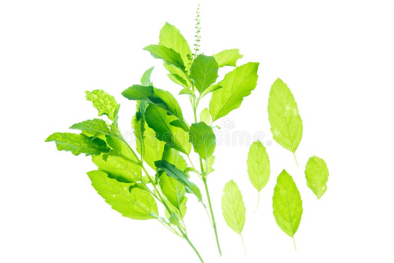 Holy basil, Sacred basil stock photo. Image of vegetables 96064000