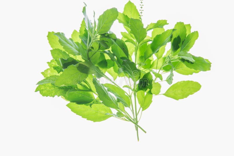 Holy basil, Sacred basil stock image. Image of essential 96064015