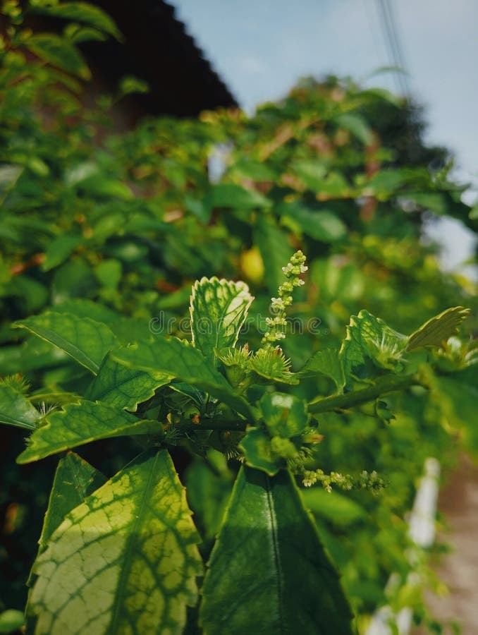 Holy Basil, Thai Basil Outdoor Plant Stock Photo Image of plant, basil 270413390