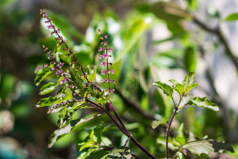 Holy basil tree stock photo. Image of herb, backgrounds 36611438
