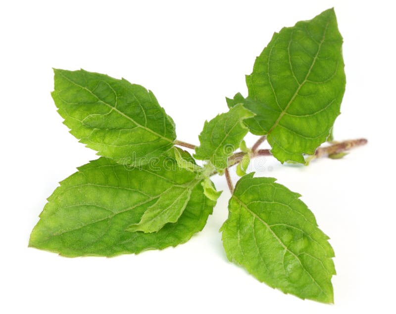 Medicinali santo basilico o tulsi foglie su sfondo bianco.