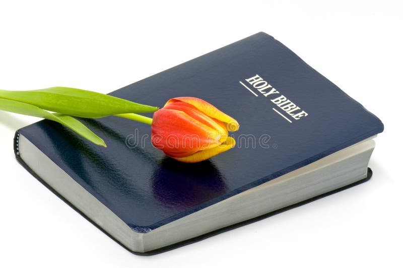 Holy Bible and colorful flower