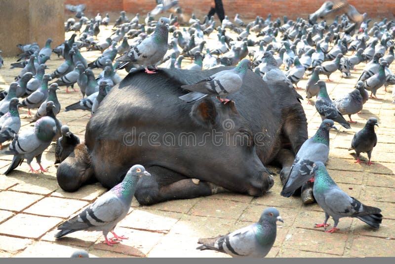 Krowky Holy-cow-pigeons-cows-durbar-square-kathmandu-nepal-36791041