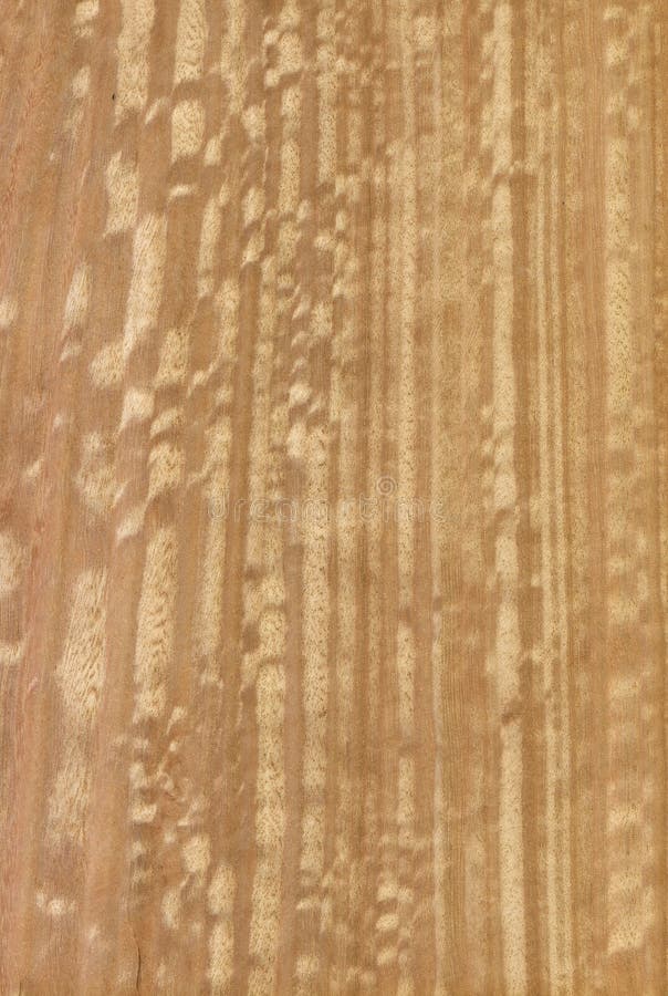 Holzstruktur Eukalyptusholz Stockfoto Bild von eukalyptusholz