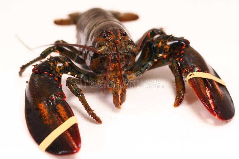 Homard canadien d'isolement avec le fond blanc images libres de droits Homard canadien d'isolement avec le fond blanc images libres de droits