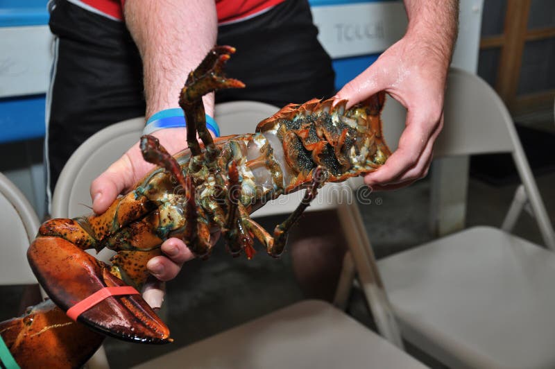 Homard femelle enceinte photo stock. Image du chevreuil 32607932