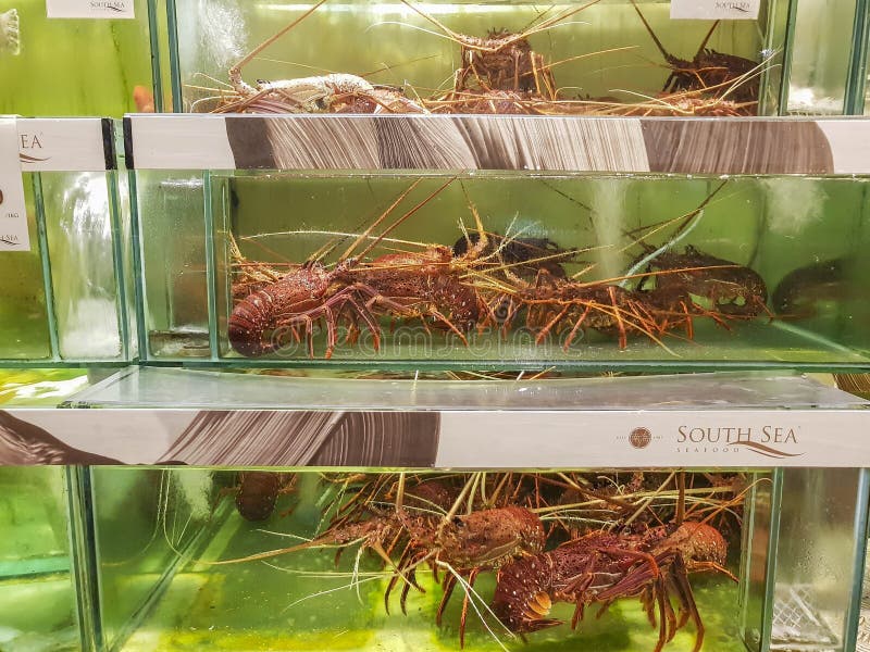 homard frais dans la cuve de homard photos stock homard frais dans la cuve de homard photos stock