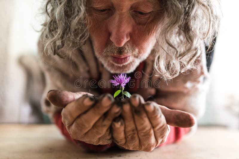 Hombre barbudo mayor que sostiene una flor en sus manos fotografía de archivo libre de regalías Hombre barbudo mayor que sostiene una flor en sus manos fotografía de archivo libre de regalías