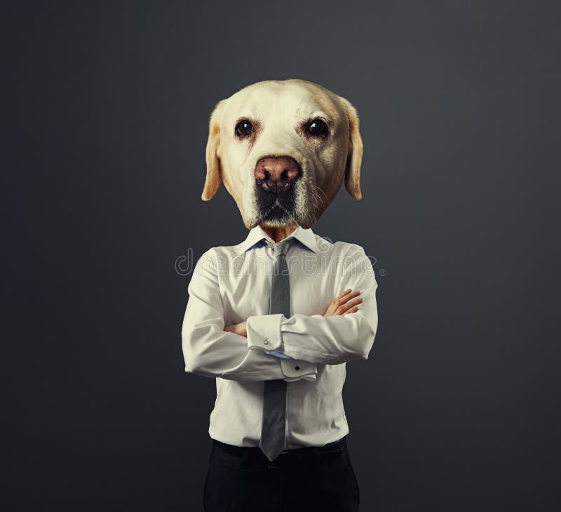 Arriba 20+ Foto baila en lo alto de una cabeza de perro Actualizar Arriba 20+ Foto baila en lo alto de una cabeza de perro Actualizar