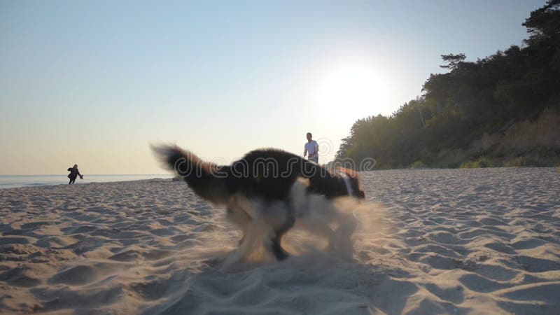 Hombre con perro en la playa