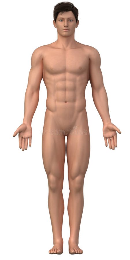 Resultado de imagen para posicion anatomica