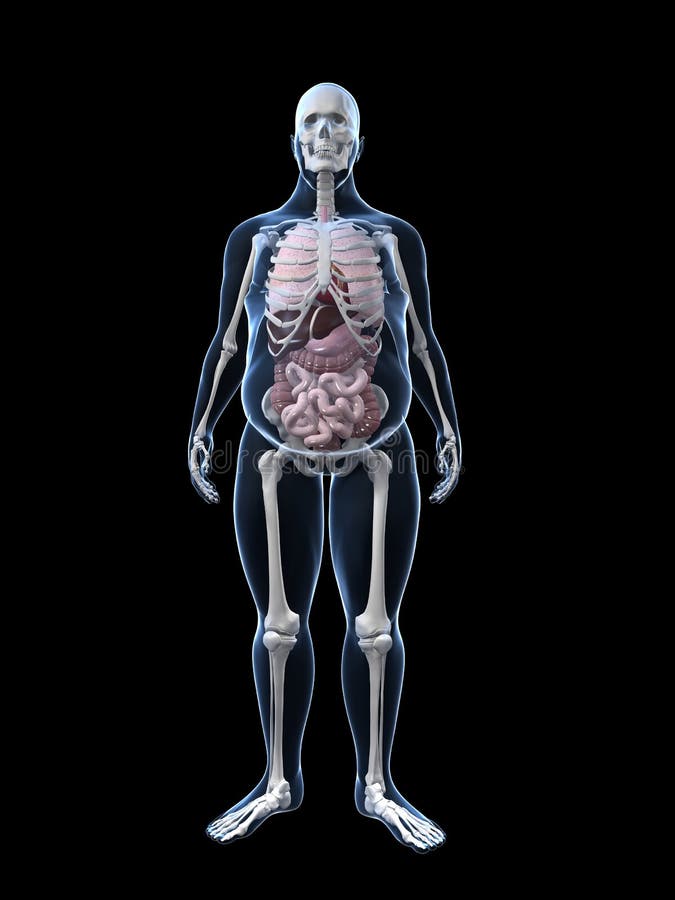 Hombre gordo - anatomía libre illustration Hombre gordo - anatomía libre illustration